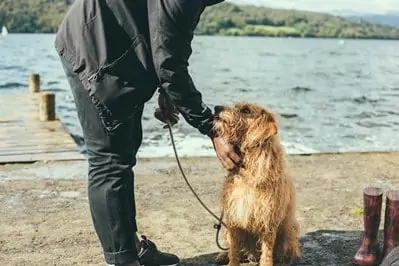 8 Useful Tips on How to Care for a Senior Dog