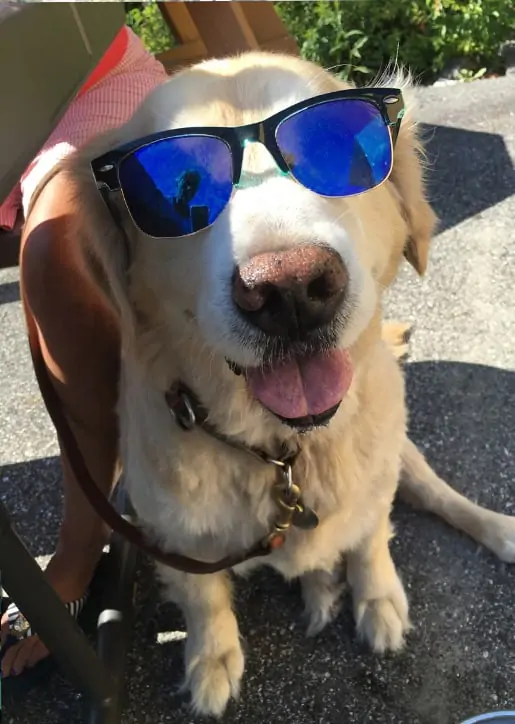 Good Dog Camp