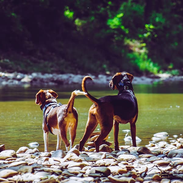 PlayCare - Hikes & Adventures