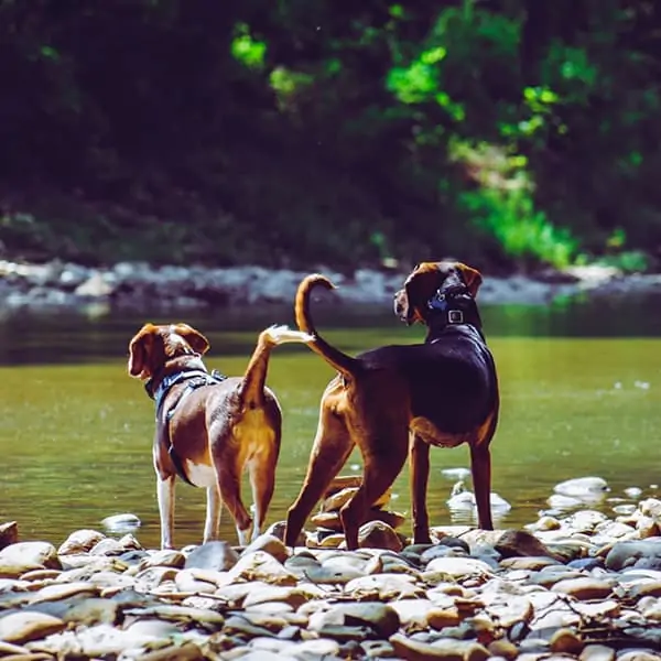 PlayCare - Hikes & Adventures