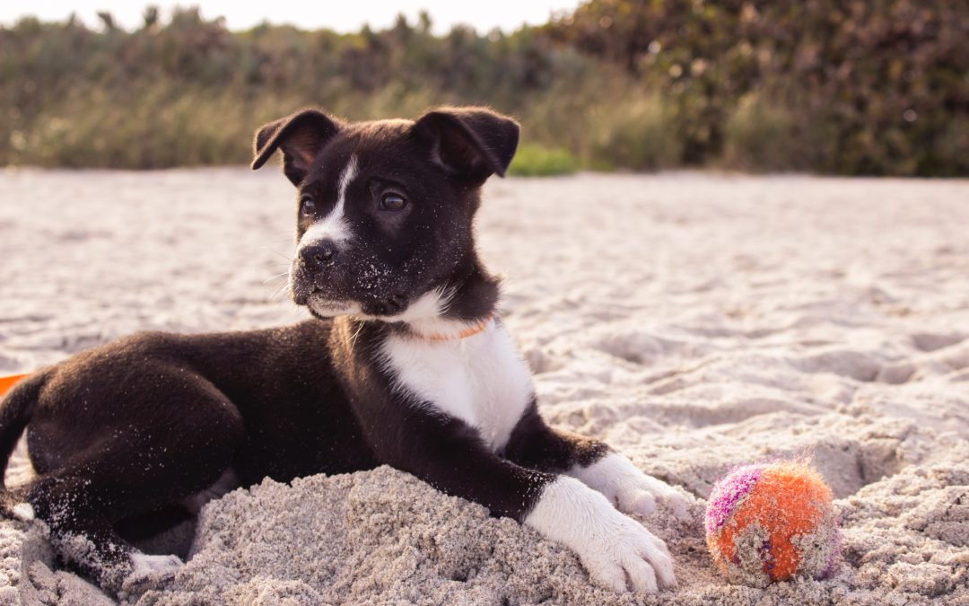 Puppy Exercise Do’s and Don’ts
