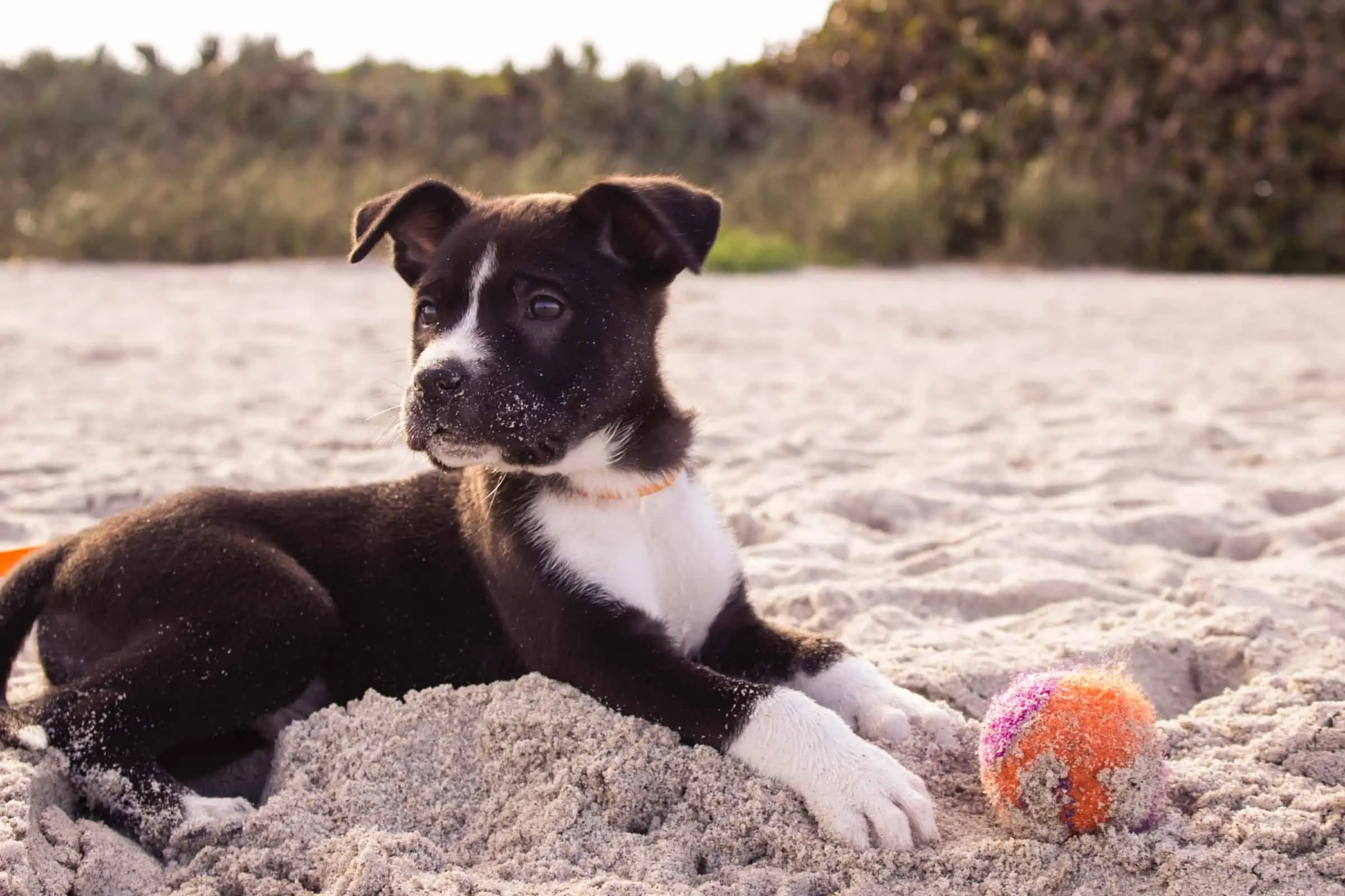 Puppy Exercise Do’s and Don’ts