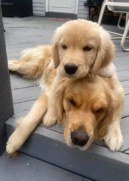 Puppy Life”  Programs