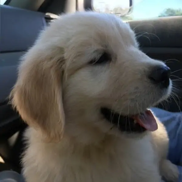Puppy Life