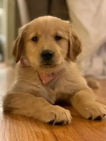 Puppy “Pre-school”