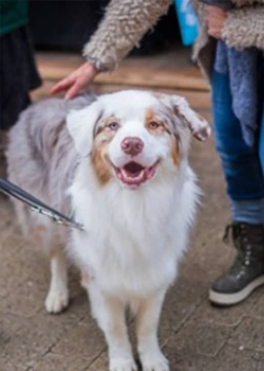 Single-Dog-Walks Single Dog Walks