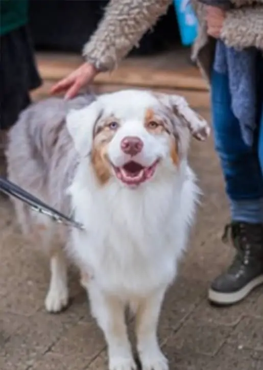 Single Dog Walks