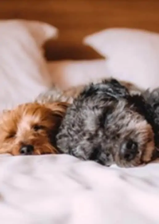 Sleep-overs