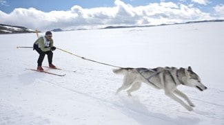 Wintertime can be a challenge when trying to keep your furry buddies busy.