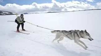 Wintertime can be a challenge when trying to keep your furry buddies busy.