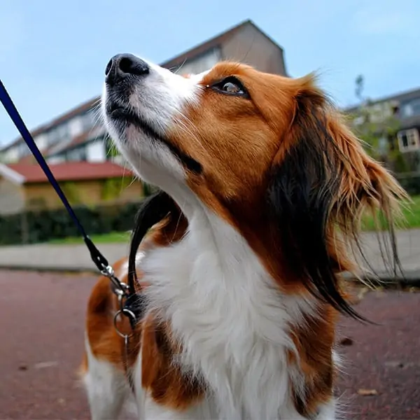 Dog Walks