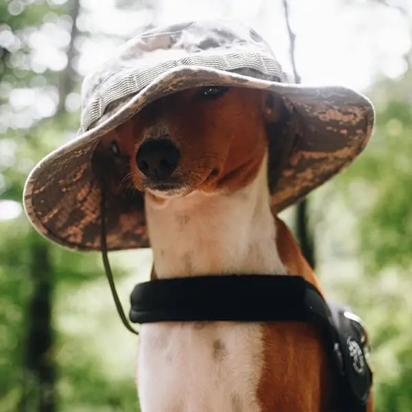 GooD Dog Camp