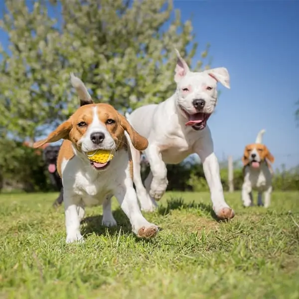 PlayCare 🐕 Hikes & Adventures