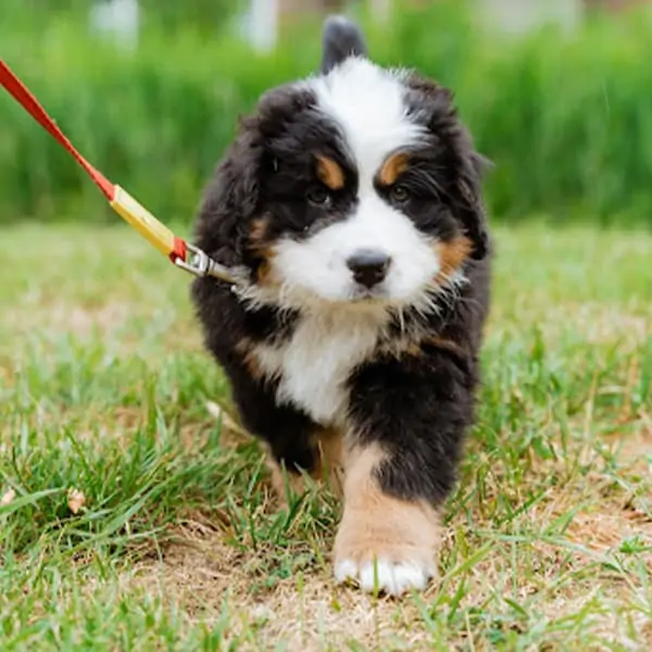 Single dog Walks