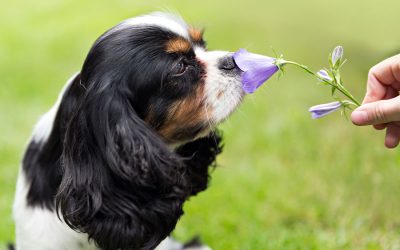 How Powerful Are DOGS’ NOSES