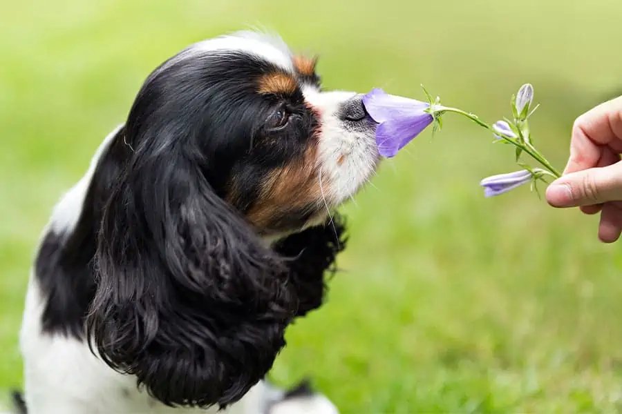 How Powerful Are DOGS’ NOSES