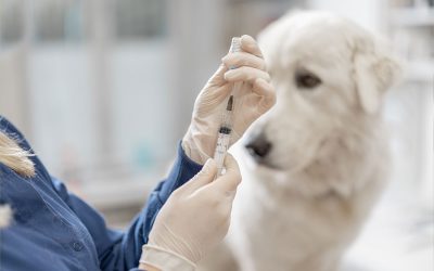 Vaccines …My Opinion