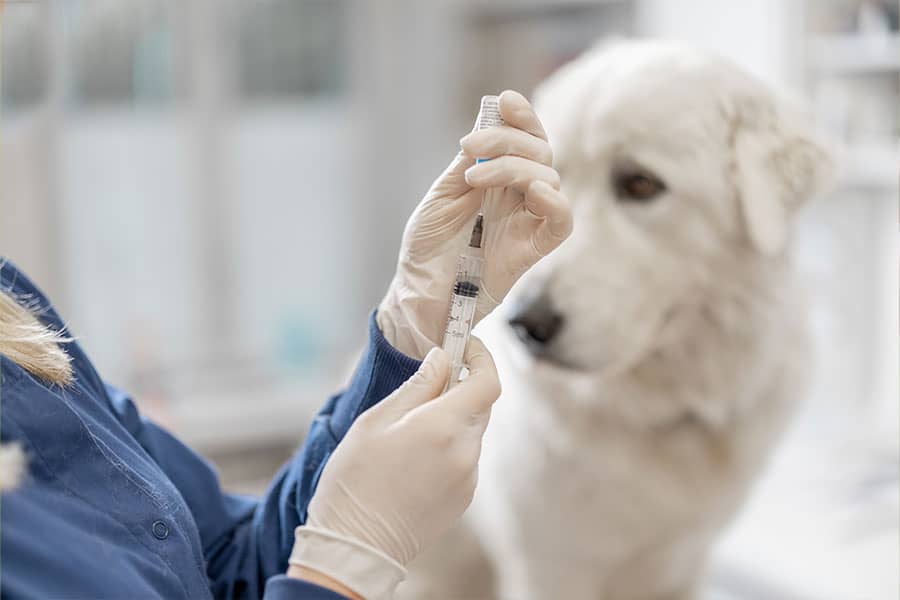Vaccines …My Opinion