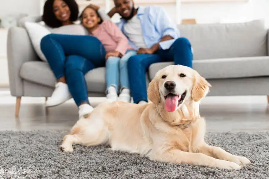 Five Great Things About Dogs