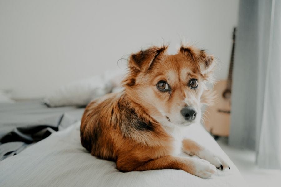 Embrace the New Year with Optimal Pet Care: A Guide to Keeping Your Furry Friends Happy and Healthy