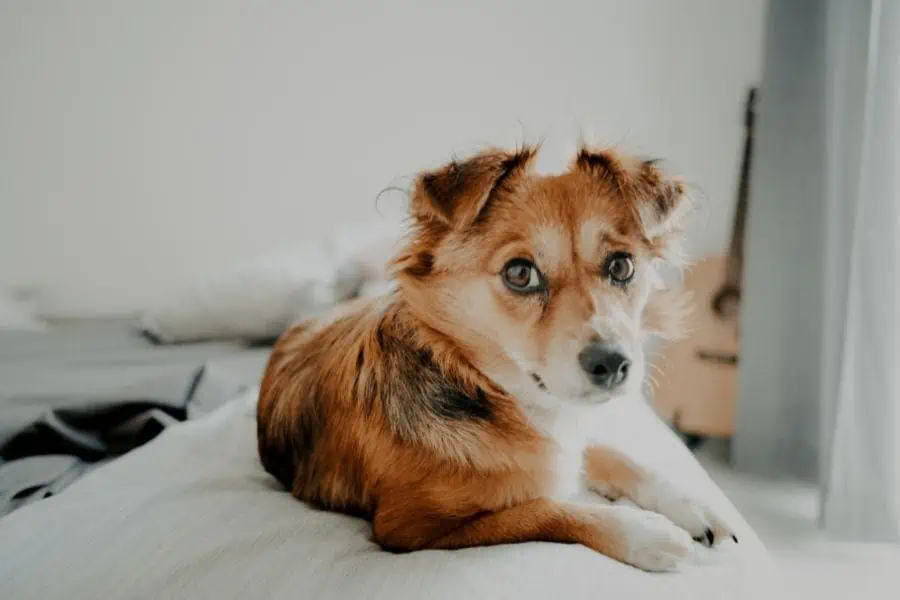 Embrace the New Year with Optimal Pet Care: A Guide to Keeping Your Furry Friends Happy and Healthy