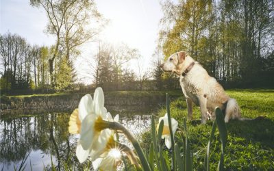 Springtime Tips for Your Pets’ Safety