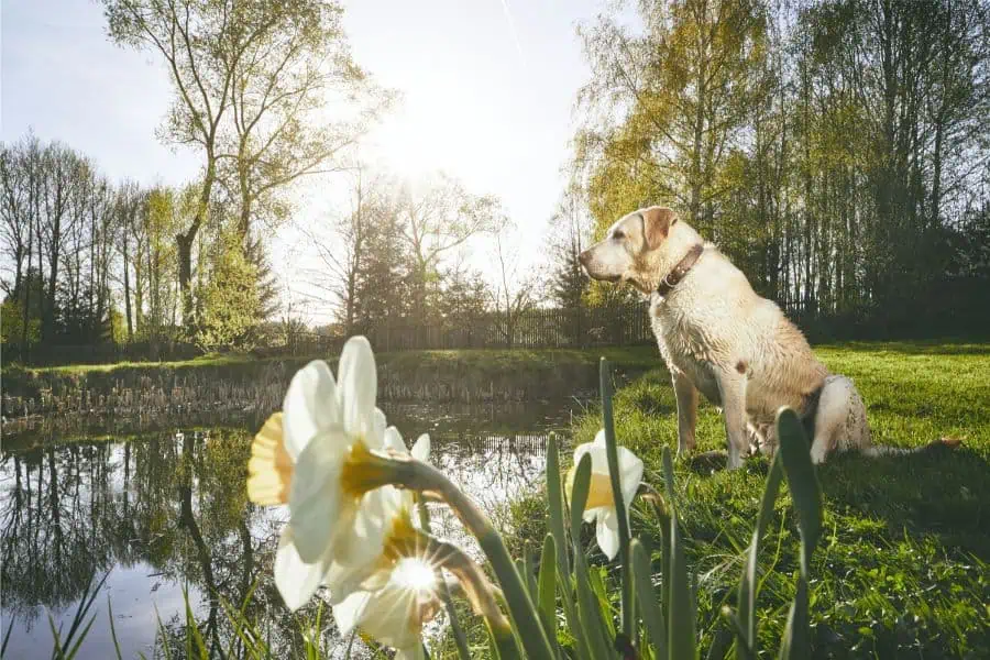 Springtime Tips for Your Pets’ Safety