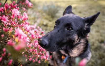 Ensuring Safety in Springtime Adventures