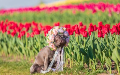 What is Spring fever in Pets?