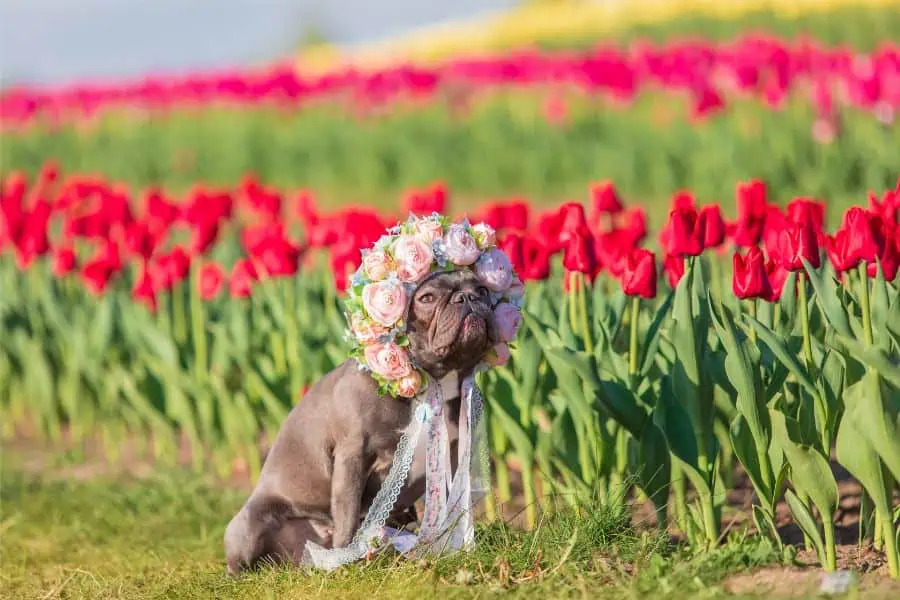 What is Spring fever in Pets?