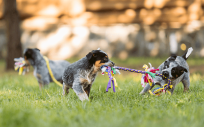 🌞Make a Splash in June with Fun Activities for Your Pet! 🐾