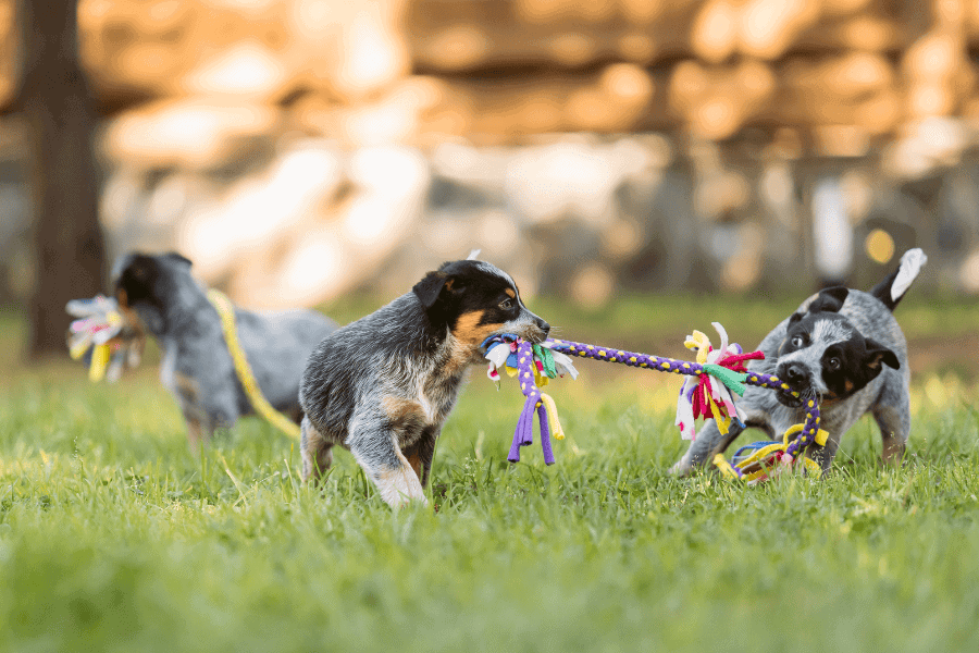 Fun Activities in June for Your Pet!