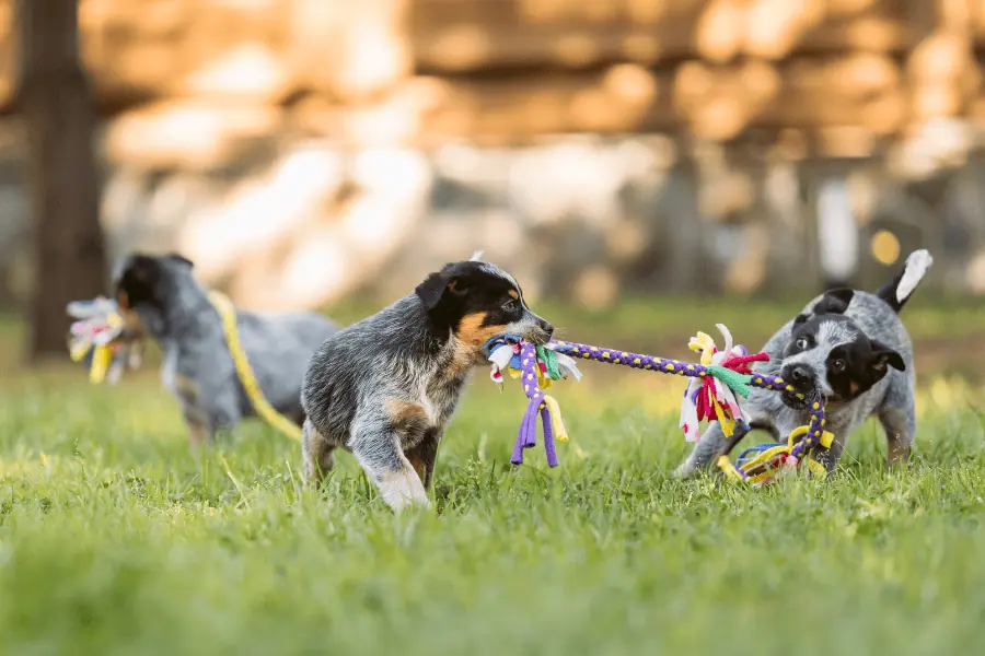 Fun Activities in June for Your Pet!