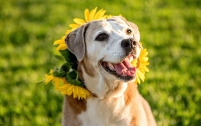 Summer Pet Care Essentials: Grooming, Nutrition, and Wellness Tips for June