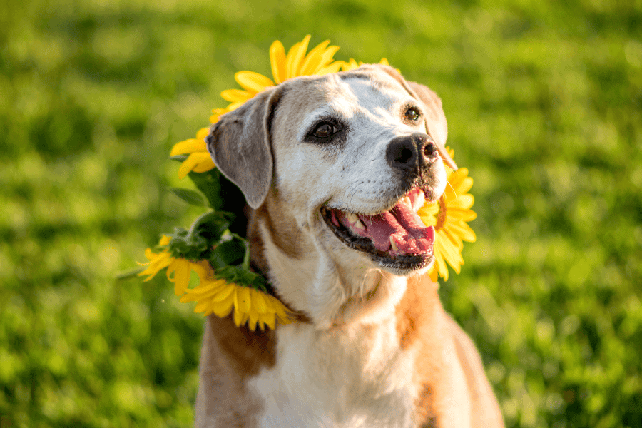 Pet Care Essentials Summer Grooming, Nutrition, and Wellness Tips for June