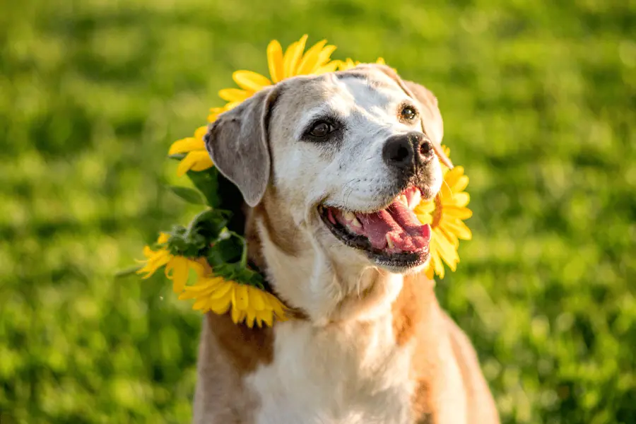 Pet Care Essentials Summer Grooming, Nutrition, and Wellness Tips for June