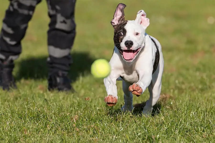 The Importance of Exercise for Your Dog: Socialization, Behavior, Longevity, and Happiness