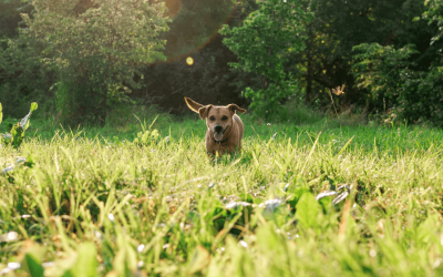 Dog Walkers: Guardians of Canine Safety and Well-being